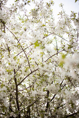 Cherry blossoms hanging from the branches