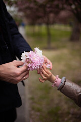 A man gives a sakura flower to a little girl