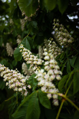 Chestnut flower on a background of green leaves