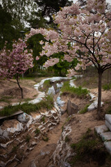 Trench and tank hedgehogs are lying around in the park with blooming pink with cherry blossom trees. russian war in Ukraine