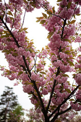 Cherry Blossom in spring with Soft focus, Sakura season in korea