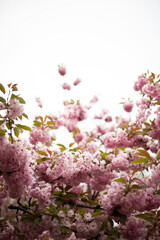 Close up of tender pink blossom on sakura tree