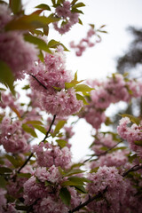 Close up of tender pink blossom on sakura tree
