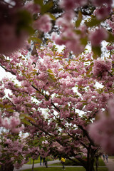 Close up of tender pink blossom on sakura tree