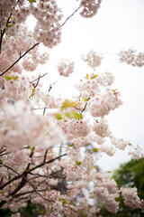 Obraz premium Close up of tender pink blossom on sakura tree