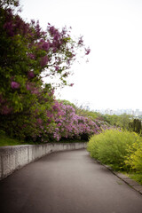 Beautiful landscape with old lilac tree blossoming in the garden and path in the middle
