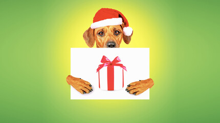 Funny Christmas dog. Merry Christmas holiday. Brown dog in Christmas Santa's hat holding in paws white card with Christmas gift box 