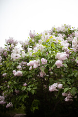 Spring lilac flowers in the garden