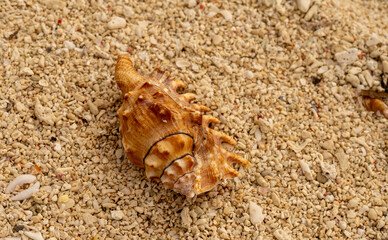 shell on the sand