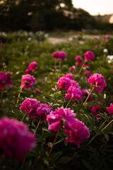 Fields of peonies and pink and white flowers © Natalie