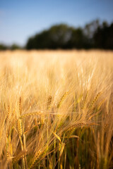 Wheat field. Ears of golden wheat close up. Beautiful Nature Sunset Landscape. Rural Scenery under Shining Sunlight. Background of ripening ears of wheat field. Rich harvest Concept.