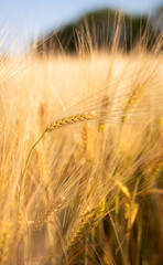 Wheet grains farm in summer field. Harvest seeds, leaves