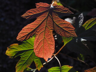 sunlit leaf details in autumn