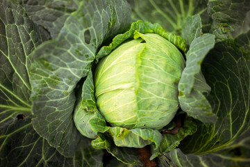 Obraz premium Green cabbage growing in field, closeup view
