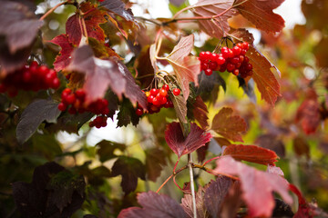 Bright red guelder rose berries and red leaves of Viburnum opulus from high angle view