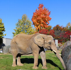 In fall African elephants are elephants of the genus Loxodonta. The genus consists of two extant...