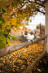 Cat sitting on a wooden beam against a yellow warm autumn landscape in the background
