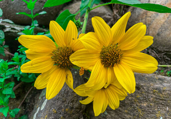 Chasing the Sun: The Elegance of a Sunflower
