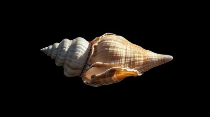 A Tan Spiral Seashell Against A Black Background