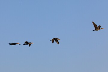 Flock of migrating birds on a clear sky