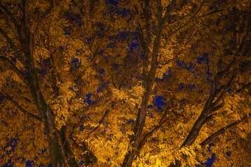 Yellow Leaves Fall Foliage Beautiful Tree Landscape