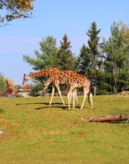 The giraffe (Giraffa camelopardalis) is an African even-toed ungulate mammal, the tallest of all...