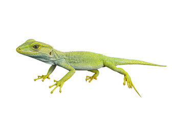 Green chameleon, background. PNG transparent.