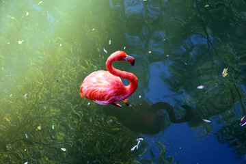American flamingo (Phoenicopterus ruber) is a large species of flamingo closely related to the greater flamingo and Chilean flamingo native to the Neotropics.