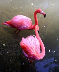 American flamingo (Phoenicopterus ruber) is a large species of flamingo closely related to the greater flamingo and Chilean flamingo native to the Neotropics.