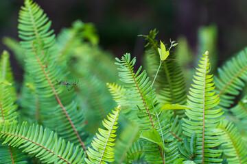 Closeup of ferns with spider on a web
