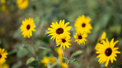 yellow sunflowers in the field