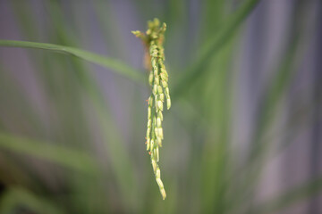 Rice seedlings in a paddy field, closeup of photo