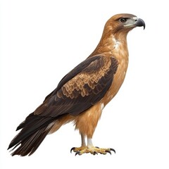 Fototapeta premium Majestic eagle with brown feathers, standing isolated on white background