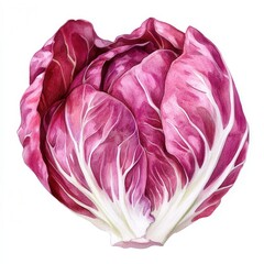 Obraz premium Close-up of a vibrant radicchio with textured purple leaves.