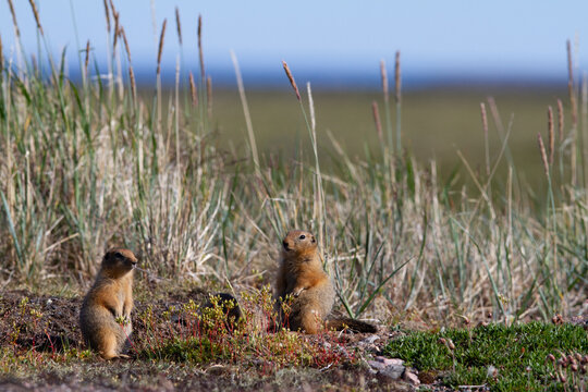 Ground squirrel, also known as Richardson ground squirrel or siksik in Inuktitut, standing among arctic grass and looking around, Arviat, Nunavut, Canada
