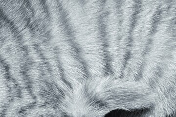 fur texture