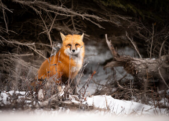 Red Fox Portrait in Snow