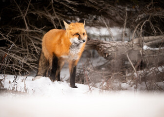 Red Fox Portrait in Snow