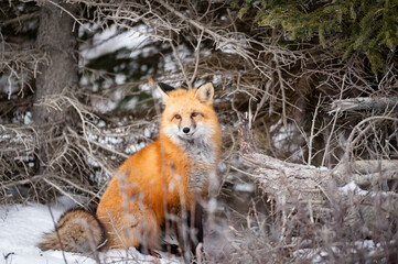 Red Fox Portrait in Snow