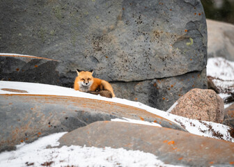 Red Fox Portrait in Snow
