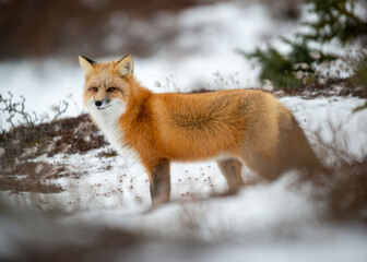 Red Fox in Snow