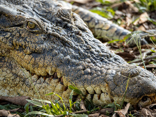 Saltwater Crocodile
