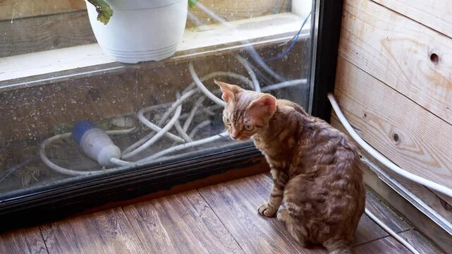 A Devon Rex cat sits attentively by the window, observing the world outside, showcasing its unique curly coat in a warm, domestic setting.