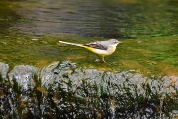 LAVANDERA CASCADEÑA