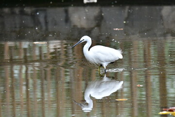 GARCETA COM&Uacute;N