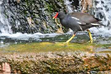 GALLINETA COMÚN