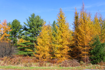 North america fall  folliage eastern township Quebec province Canada
