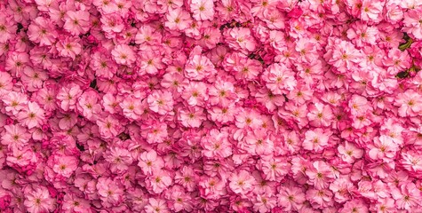A vibrant display of pink flowers creating a lush, colorful backdrop.