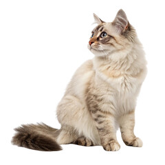 Obraz premium cute cat