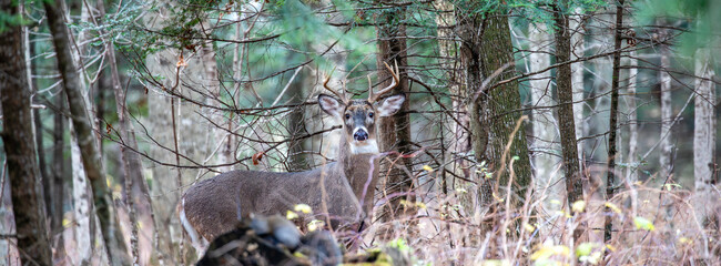 Adult white-tailed deer buck (Odocoileus virginianus) in the woods during the rut